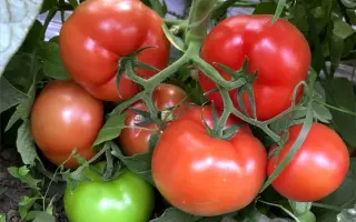 Besuto / Бесуто