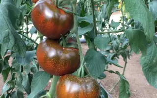 Big Sasher / Біг Сашер