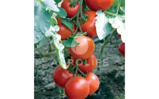 Boderin F1 / Бодерін F1