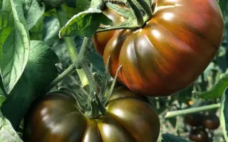 Brown koy / Браун Кой