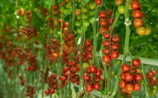 Brioso / Бріозо