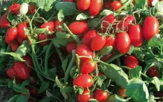 Briscolino / Брісколіно