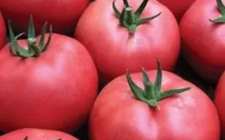 BT BALABAN / БТ БАЛАБАН