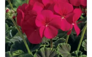 BULLSEYE / БУЛЛСАЙ