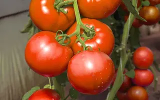 Vasanta / Васанта