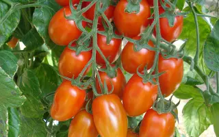 Vespolino / Весполіно