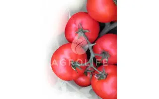 Virta F1 / Вірта F1