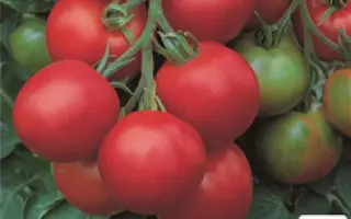 Volantis / Волантіс