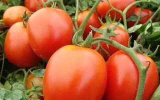 Galera / Галера