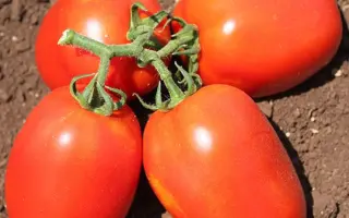 Galilea / Галілея