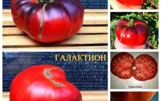 Galiceno / Галіцено