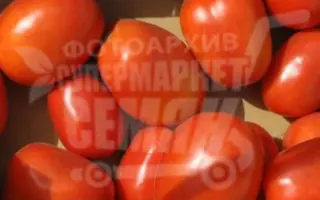 Guadalette F1 / Гвадалетте F1