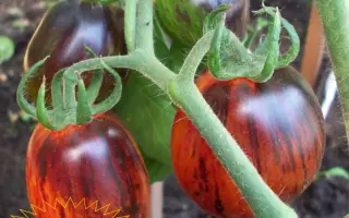 GAMLEX / ГЕМЛЕКС