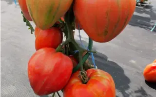 Herodes / Геродес