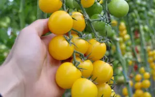 Goldwin / Голдвін