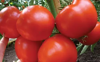 Gravitet F1 / Гравітет F1