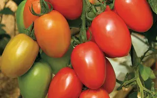 Granadero / Гранадеро