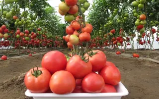 Gryphon / Грифон