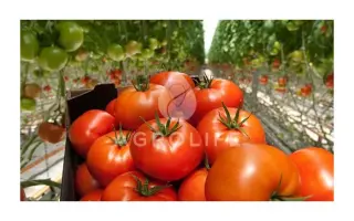 Growdena F1 / Гродена F1