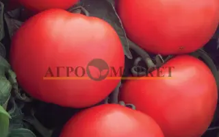 Debut F1 / Дебют F1