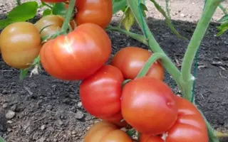 DEVONET / ДЕВОНЕТ