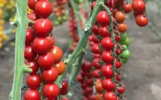 Delyccho / Делічіо