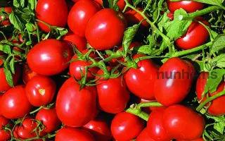 Delfo / Дельфо