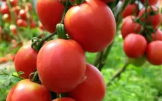 Jairo / Джайро