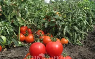 Jampakt / Джампакт