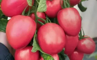 Jangcy / Джангсі