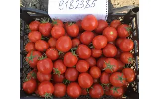 JERALDINA / ДЖЕРАЛДІНА