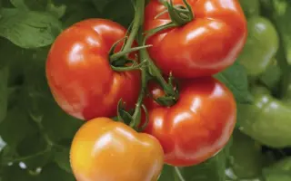 Geronimo / Джеронімо