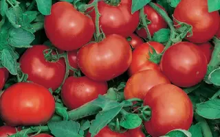 Joker / Джокер