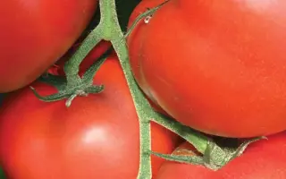 Diagramma / Діаграмма