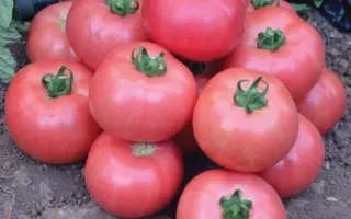 Dimerosa / Дімероза