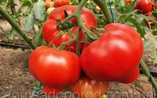 DOMINET / ДОМІНЕТ