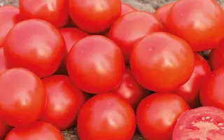 Donald / Дональд