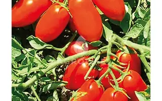 Docet F1 / Дочет F1