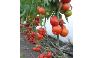 Dreamboll / Дрімболл