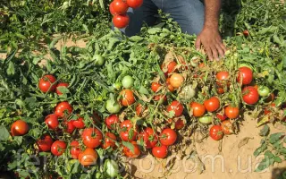 Dual Large / Дуал Лардж