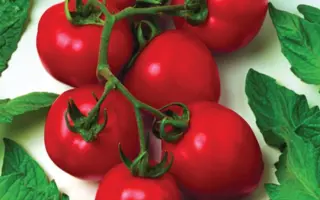 Dual Early F1 / Дуєл Єрли F1