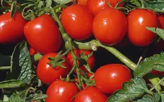 Edimar / Едімар