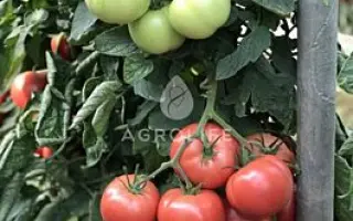 EXTRADENA / ЕКСТРАДЕНА