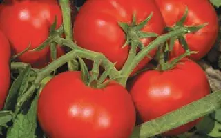 Elegro F1 / Елегро F1