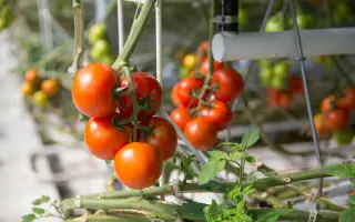 Endeavour / Ендевор