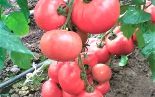 Esmira F1 / Есміра F1