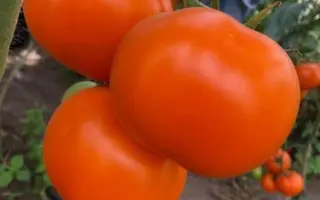 Yellou Peshen / Єллоу Пешен