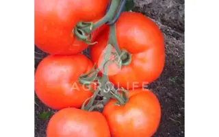 Genaros F1 / Женарос F1