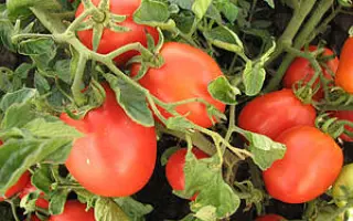 Золота хвиля