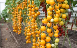 Золотой поток